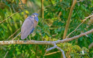 Panama birding escape