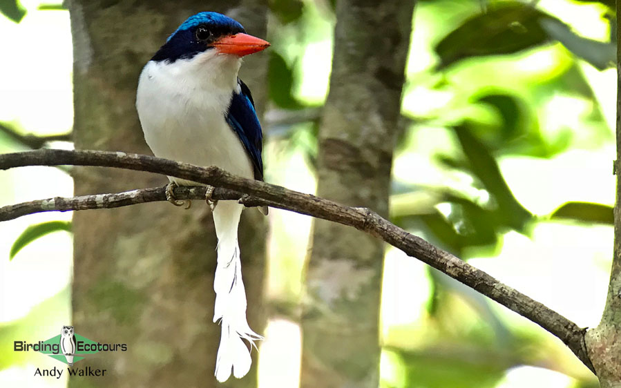 Papua New Guinea birding tours