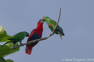 Papua New Guinea birding tours