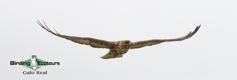 Ecuador birding