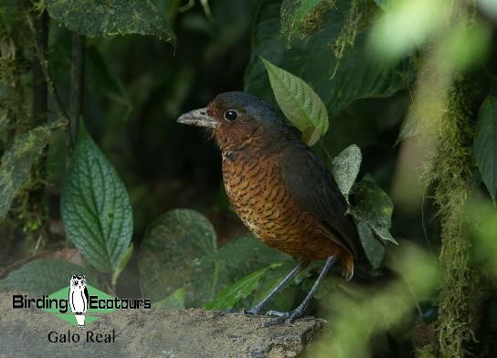 Ecuador birding