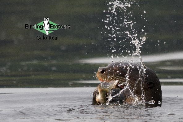 Ecuador birding