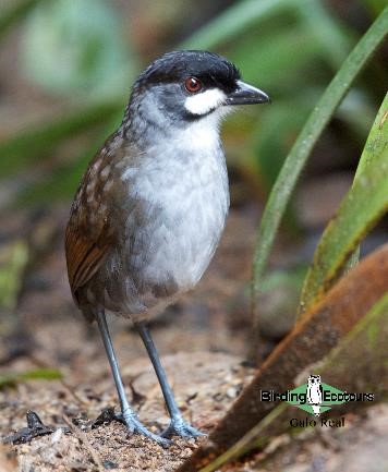 Ecuador birding