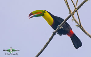 Panama birding escape