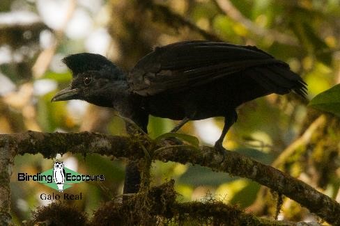 Ecuador birding