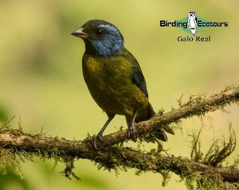 Ecuador birding