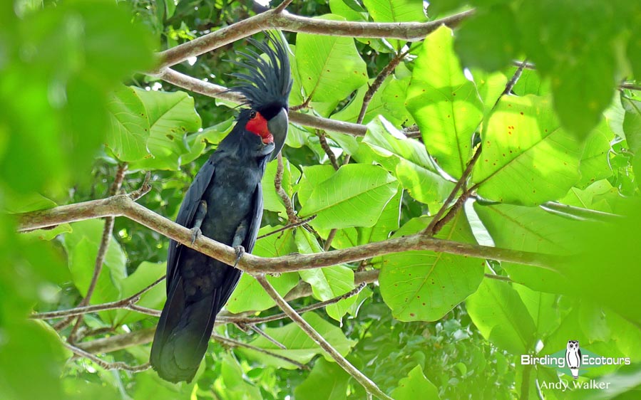 Papua New Guinea birding tours