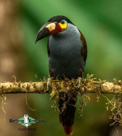 Ecuador birding