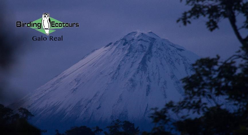 Ecuador birding