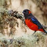 Ecuador day birding tours