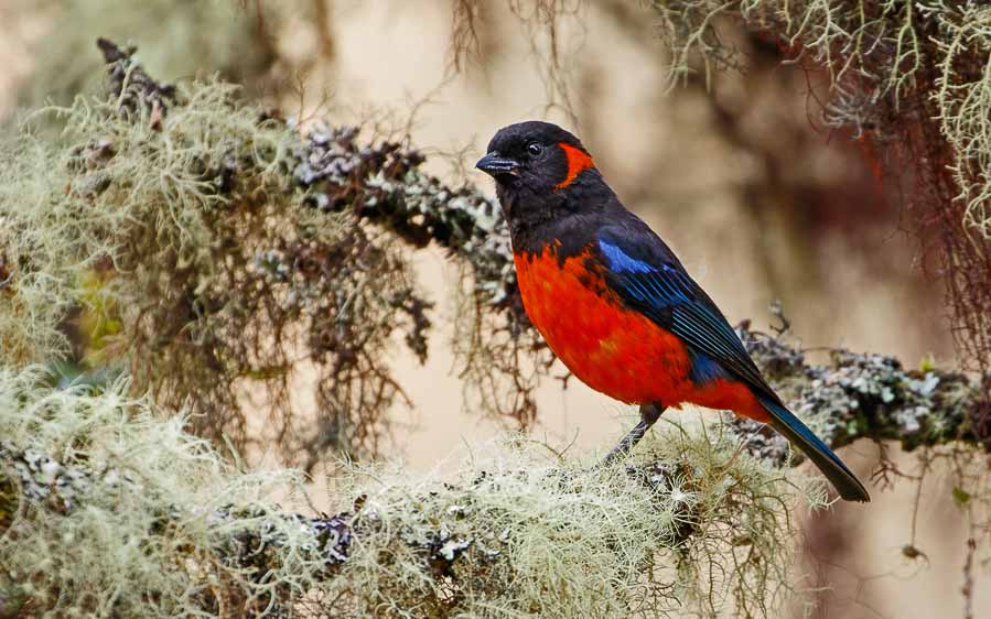 Ecuador day birding tours