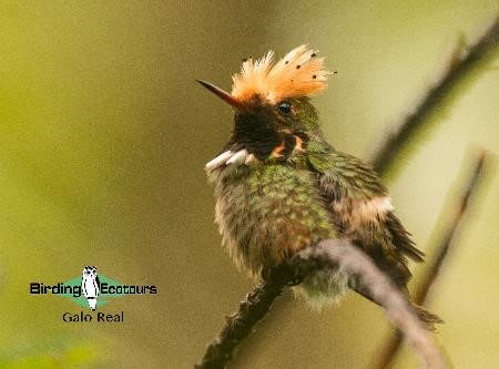 Ecuador birding