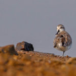 Central Thailand birding tours