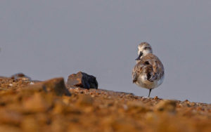 Central Thailand birding tours