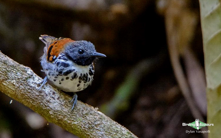 Panama birding escape