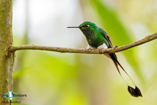 Ecuador birding