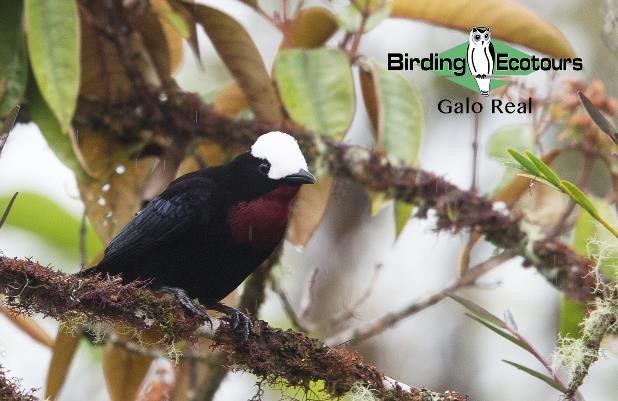 Ecuador birding