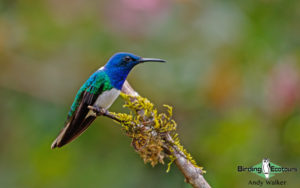 Panama birding escape