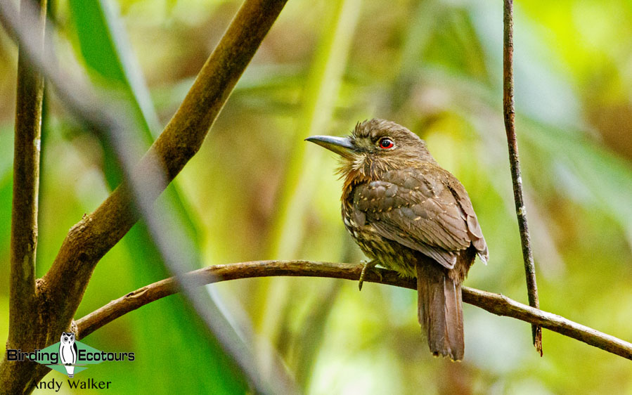 Panama birding escape