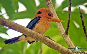 Papua New Guinea birding tours