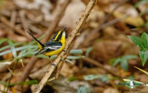 Papua New Guinea birding tours