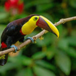 Panama escape birding tours