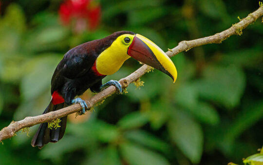 Panama escape birding tours