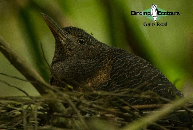 Ecuador birding