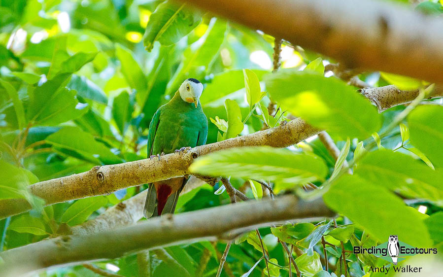 Sulawesi birding blog