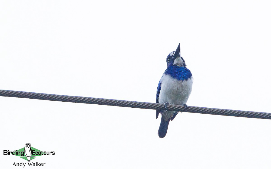 Halmahera birding adventure