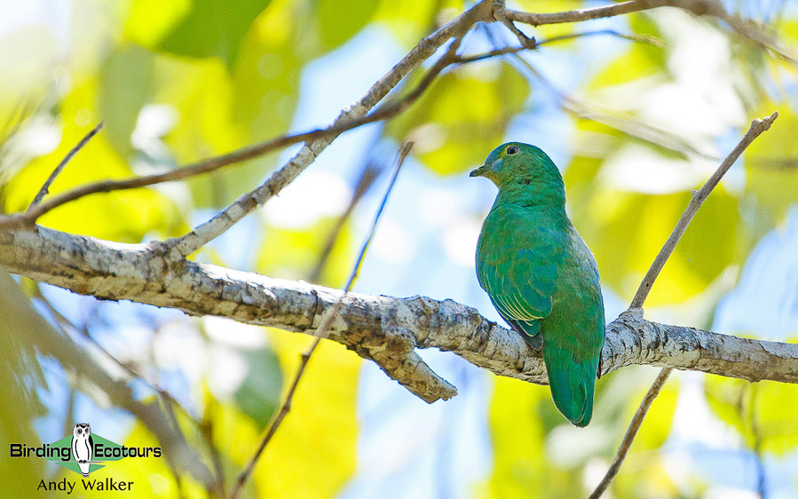 Halmahera birding adventure