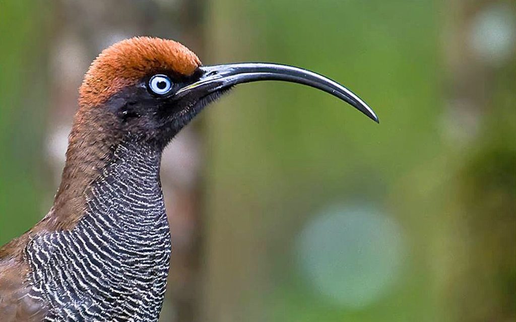 Papua New Guinea birding tours