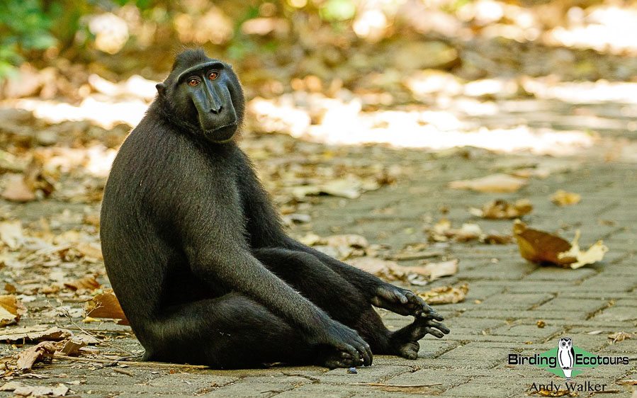 Sulawesi birding blog