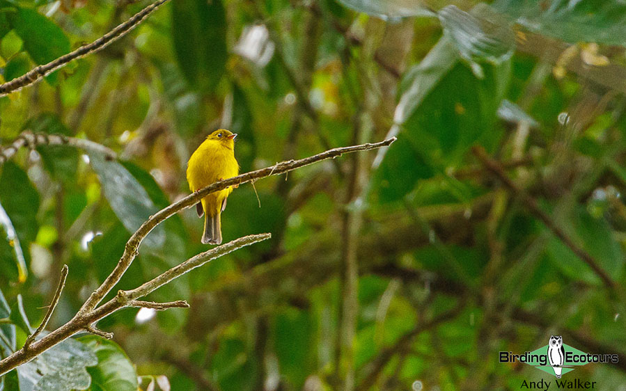 Sulawesi birding blog