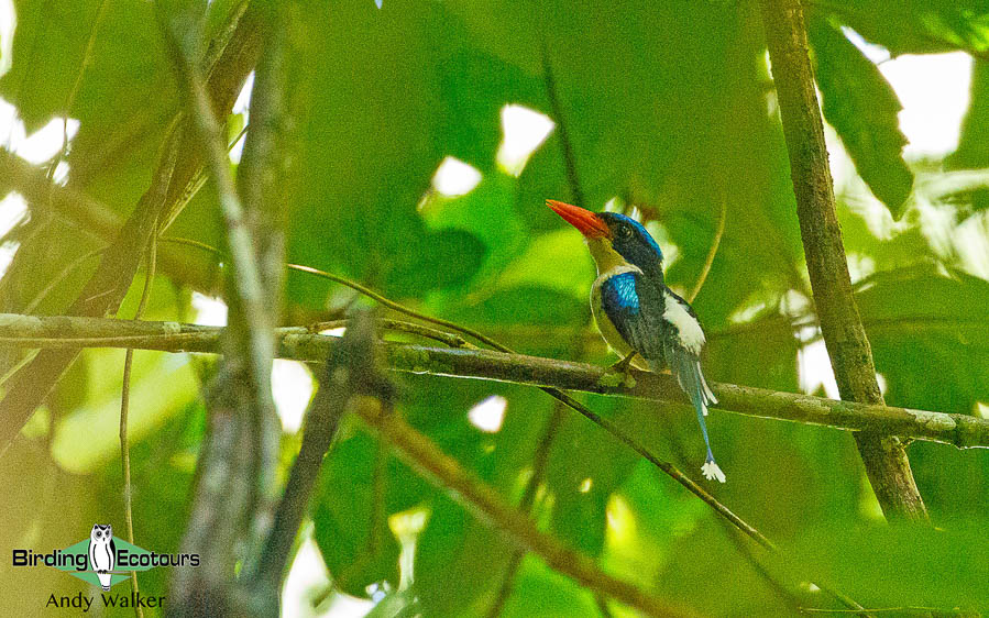 Halmahera birding adventure