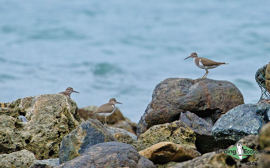 Halmahera birding adventure