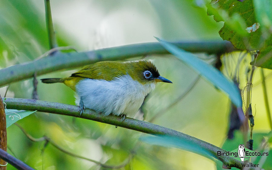 Halmahera birding adventure