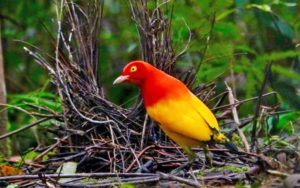 New Guinea birding tours