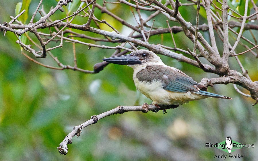 Sulawesi birding blog