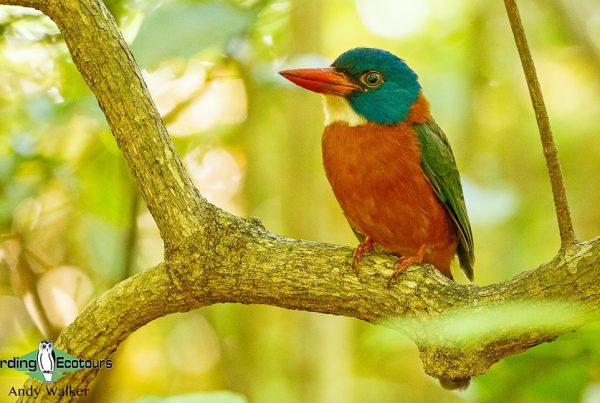 Sulawesi birding blog