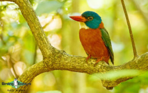Indonesia birding tours
