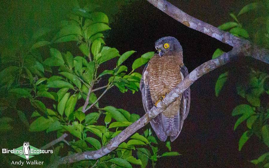 Halmahera birding adventure