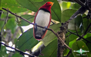 Indonesia birding tours