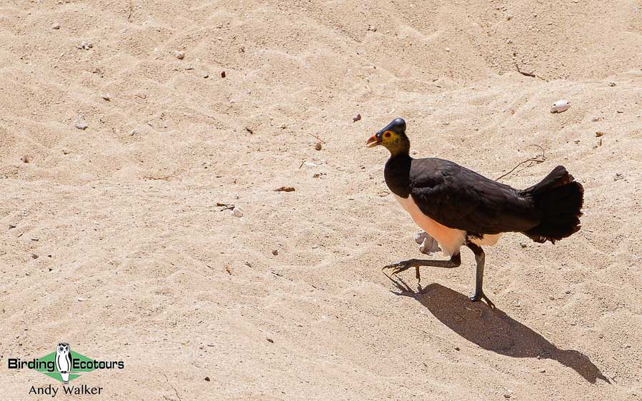 Sulawesi birding blog