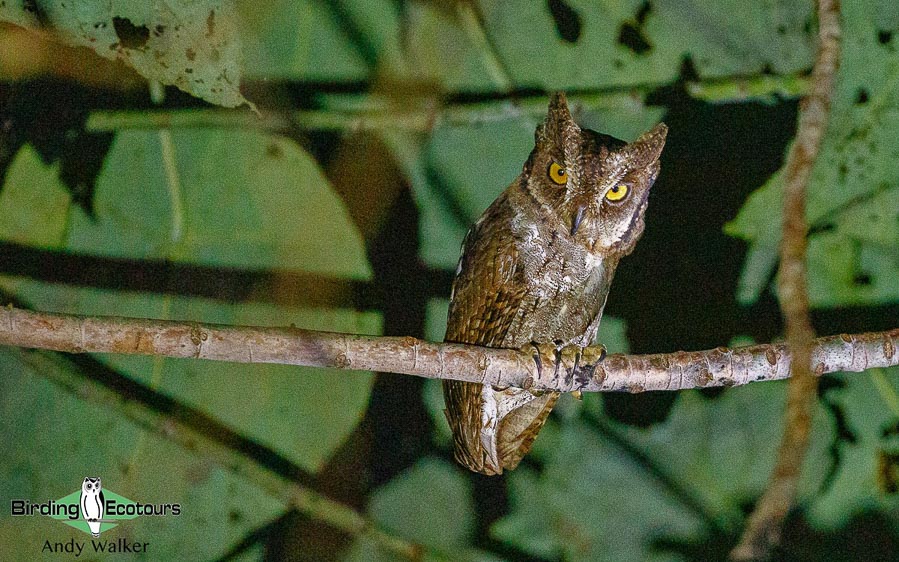 Halmahera birding adventure