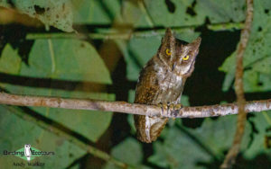 Indonesia birding tours
