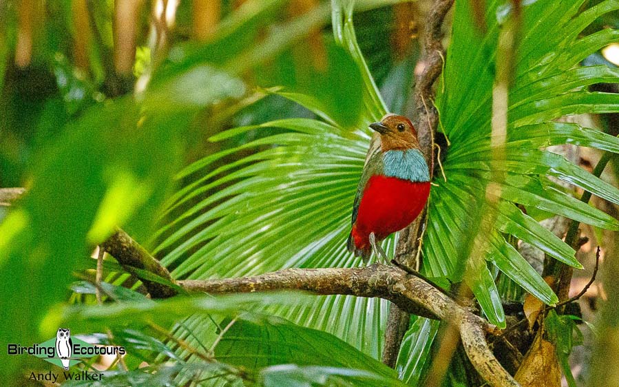 Halmahera birding adventure