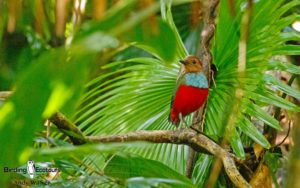Indonesia birding tours