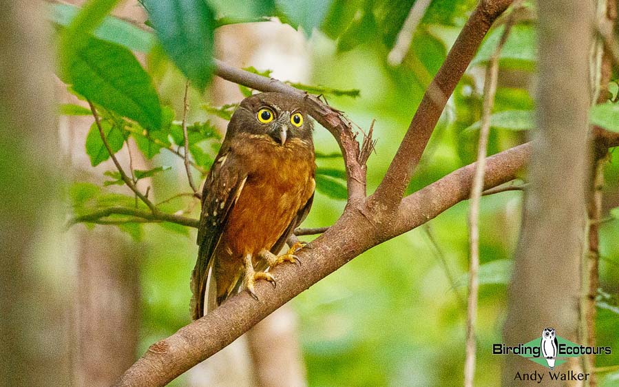 Sulawesi birding blog