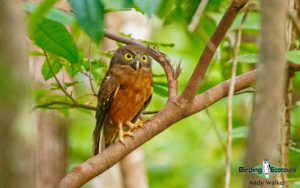 Indonesia birding tours